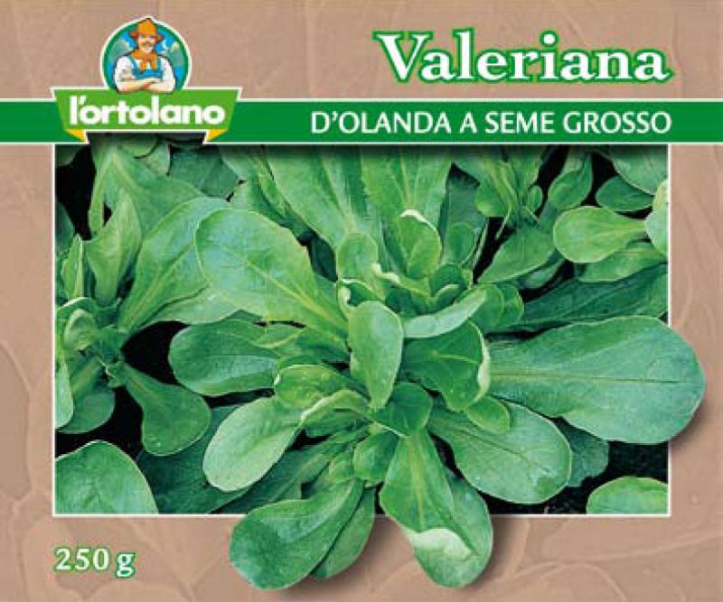 Immagine prodotto VALERIANA d’Olanda a seme grosso