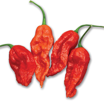 Immagine prodotto PEPERONE PICCANTE Naga Morich