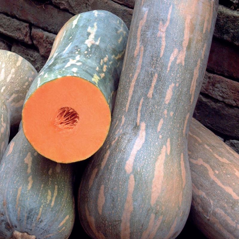 Immagine prodotto ZUCCA Lunga di Napoli (Cucurbita moschata)