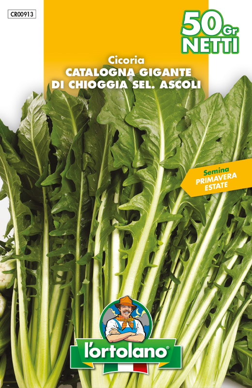 Immagine prodotto CICORIA Catalogna gigante di Chioggia sel. Ascoli