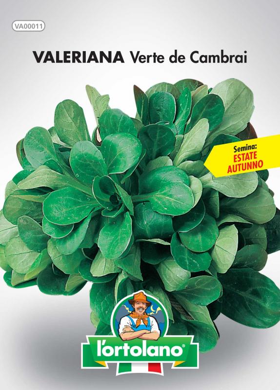 Immagine prodotto VALERIANA Verte de Cambrai