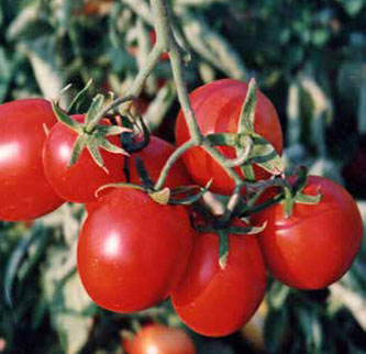 Immagine prodotto POMODORO Padano