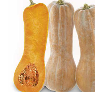 Immagine prodotto ZUCCA Tosca (Cucurbita moschata)