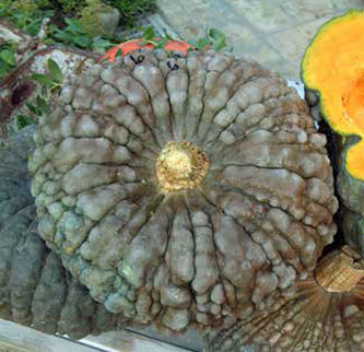 Immagine prodotto ZUCCA Marina di Chioggia (Cucurbita maxima)