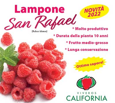 Immagine prodotto LAMPONE SAN RAFAEL