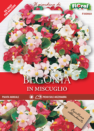 Immagine prodotto BEGONIA In miscuglio