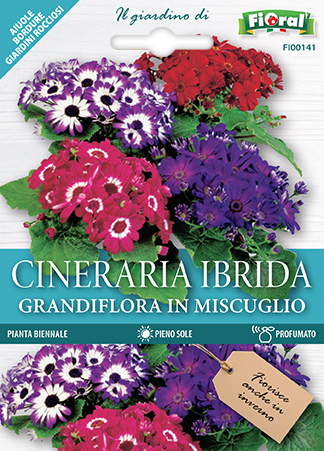 Immagine prodotto CINERARIA IBRIDA Grandiflora in miscuglio