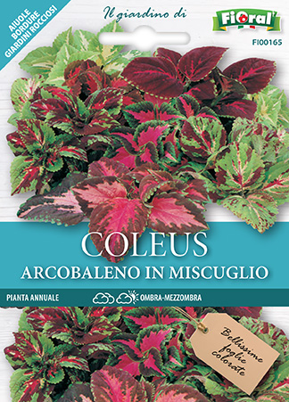 Immagine prodotto COLEUS ARCOBALENO In miscuglio