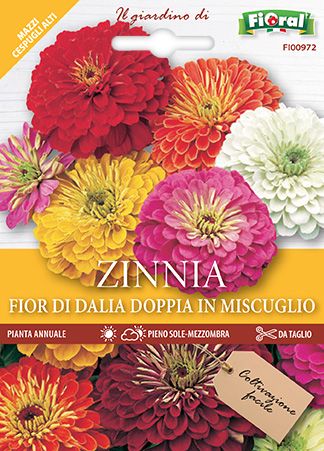 Immagine prodotto ZINNIA FIOR DI DALIA Doppia in miscuglio