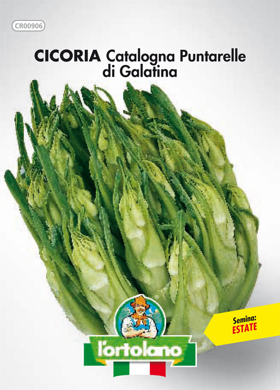 Immagine prodotto CICORIA Catalogna Puntarelle di Galatina