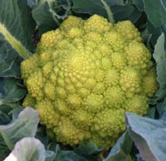 Immagine prodotto CAVOLFIORE Romanesco Natalino