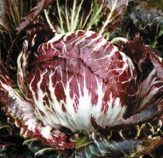 Immagine prodotto CICORIA Rossa di Chioggia 5 Sel. Otello (tardivo)