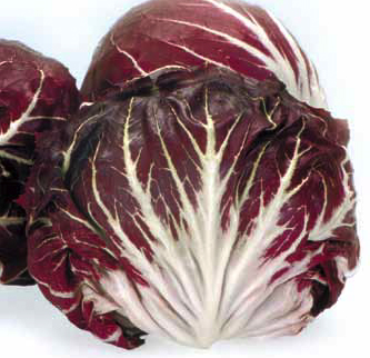 Immagine prodotto CICORIA Rossa di Chioggia 6 Sel. Pompeo (tardivo)