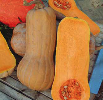 Immagine prodotto ZUCCA Butterfly F1 (Cucurbita moschata)