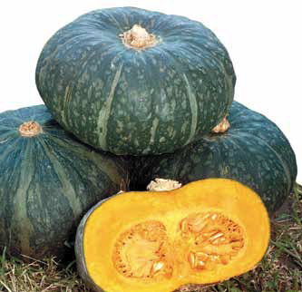 Immagine prodotto ZUCCA Fumiko F1