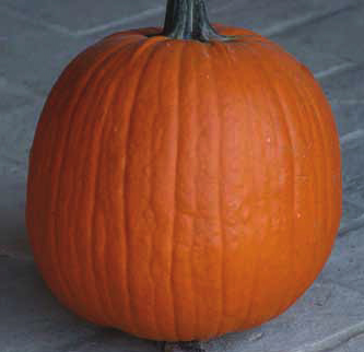 Immagine prodotto ZUCCA Howden (di Halloween) (Cucurbita pepo)