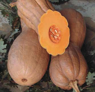 Immagine prodotto ZUCCA Violina (Cucurbita moschata)