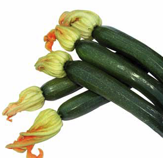 Immagine prodotto ZUCCHINO Darko F1